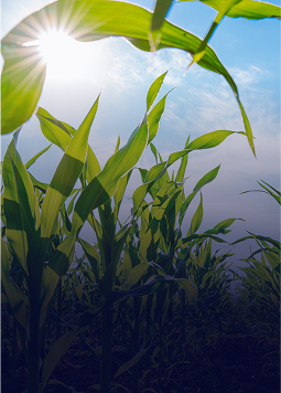 Agriculture